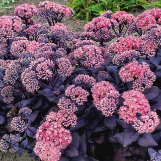 Mojave Jewels Sapphire Sedum Thumbnail